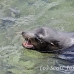 lion_sea_galapagos_spz_h_0031_ecu1727.jpg